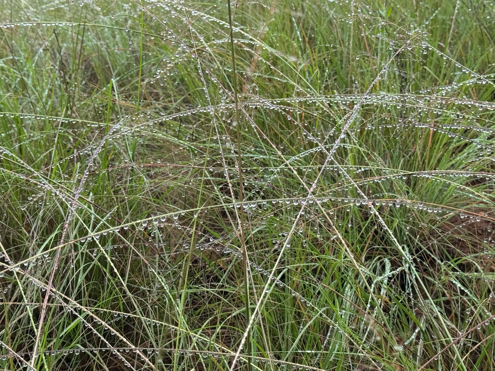 Highveld grasslands at Winkwater